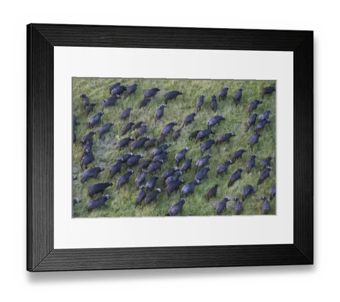 Framed Print : Aerial view of African Buffalo (Syncerus caffer) on the savanah from hot air balloon Framed Print : Aerial view of African Buffalo (Syncerus caffer) on the savanah from hot air balloon
