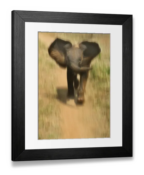 Framed Print : Baby elephant charging, Samburu National Reserve, Kenya Framed Print : Baby elephant charging, Samburu National Reserve, Kenya