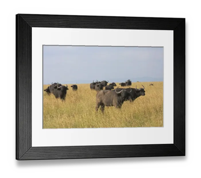 Framed Print : African Buffalo (Syncerus caffer), Mount Kenya National Park, Kenya
