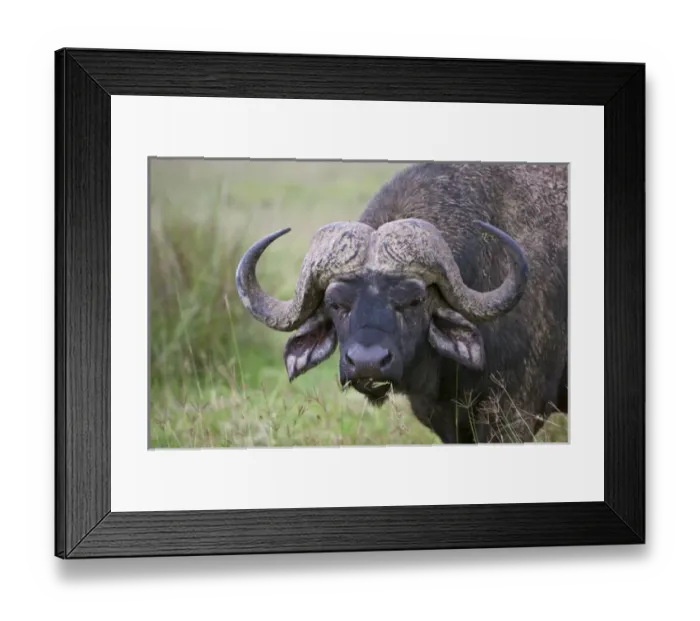 Framed Print : African Buffalo (Syncerus caffer) covered with mud, Nakuru, Kenya
