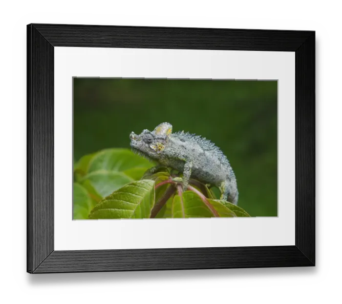 Framed Print : Chameleon, Nakuru, Kenya Framed Print : Chameleon, Nakuru, Kenya