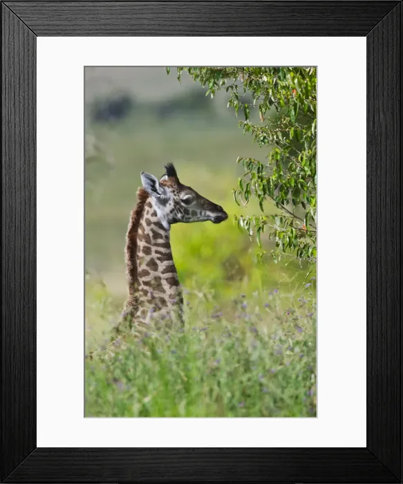 Framed Print : Baby giraffe, Masai Mara National Reserve, Kenya