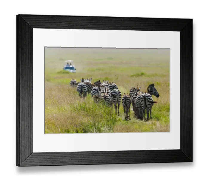 Framed Print : Common Zebra (Equus quagga) and safari jeep on the savanah, Masai Mara National Reserve Framed Print : Common Zebra (Equus quagga) and safari jeep on the savanah, Masai Mara National Reserve