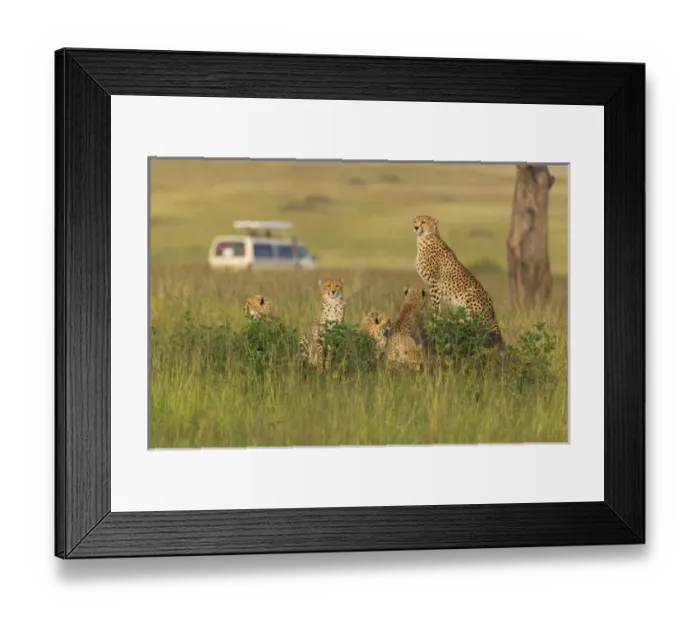 Framed Print : Cheetah (Acinonyx jubatus) with safari jeep in the grass, Masai Mara National Reserve