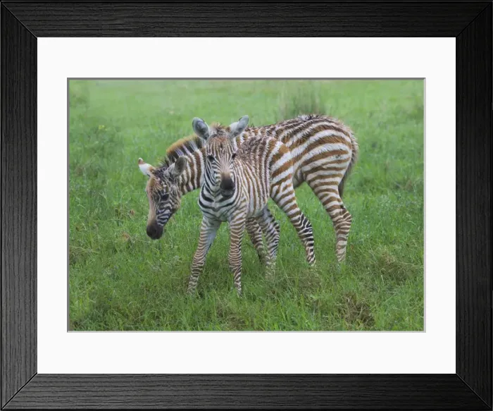 Framed Print : Common Zebra (Equus quagga), mother with baby, Nakuru, Kenya
