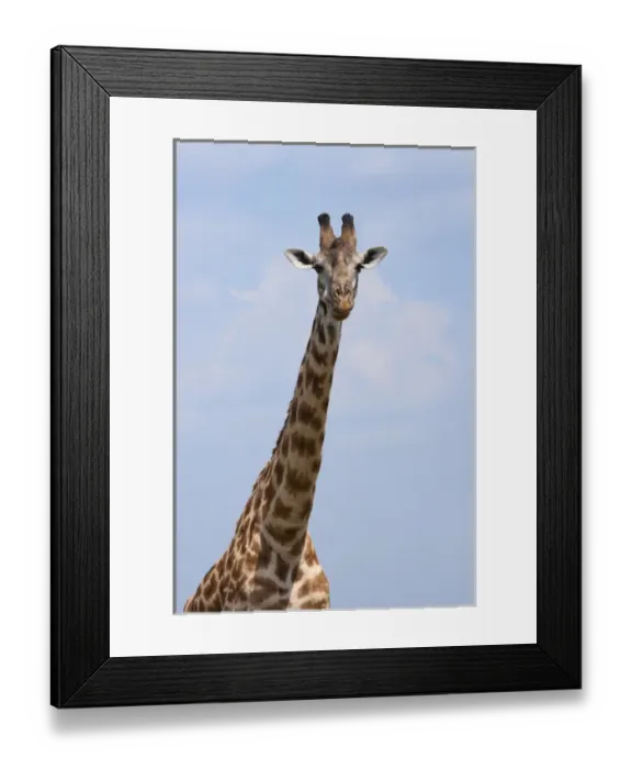 Framed Print : Giraffe on the plain, Masai Mara National Reserve, Kenya Framed Print : Giraffe on the plain, Masai Mara National Reserve, Kenya