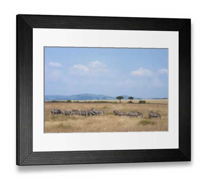 Framed Print : Common Zebra (Equus quagga) on the savanah, Masai Mara National Reserve, Kenya Framed Print : Common Zebra (Equus quagga) on the savanah, Masai Mara National Reserve, Kenya