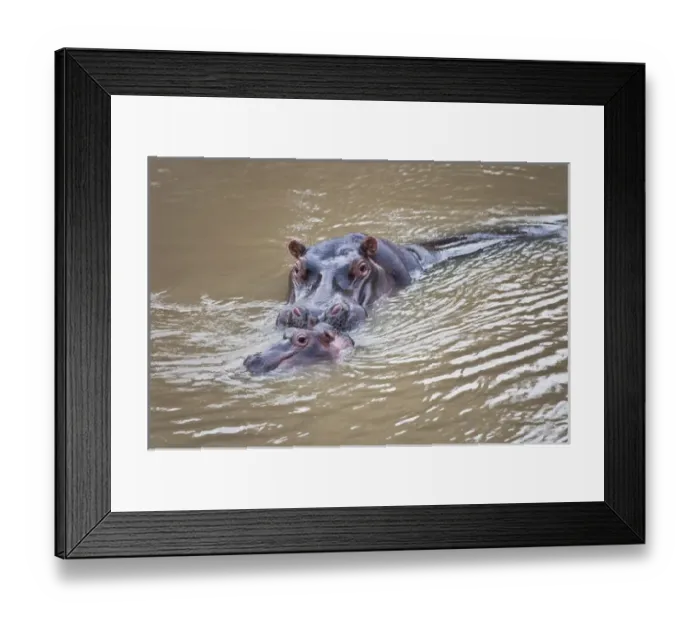 Framed Print : Hippo in Mara River, Masai Mara National Reserve, Kenya