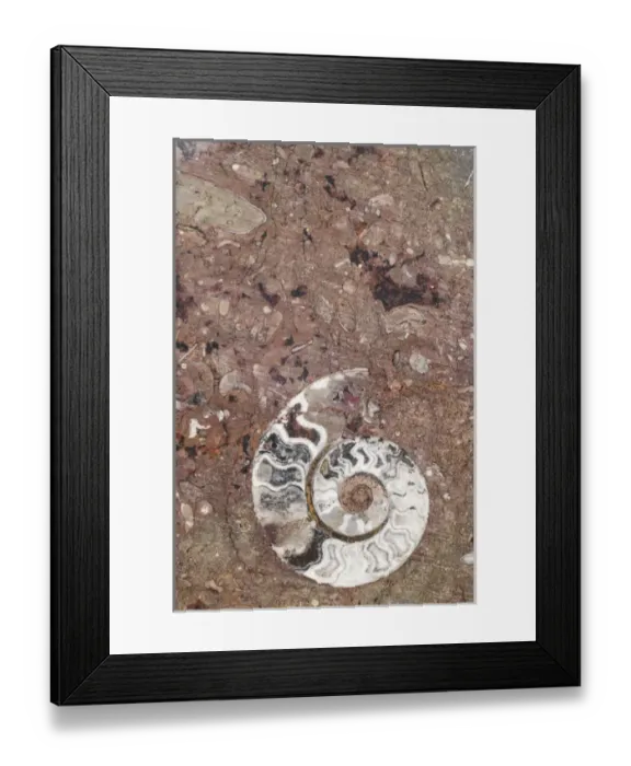 Framed Print : Africa, Morocco, Erfoud. Details of ammonites, and other fossils exposed on a cut