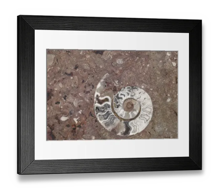 Framed Print : Africa, Morocco, Erfoud. Details of ammonites, and other fossils exposed on a cut