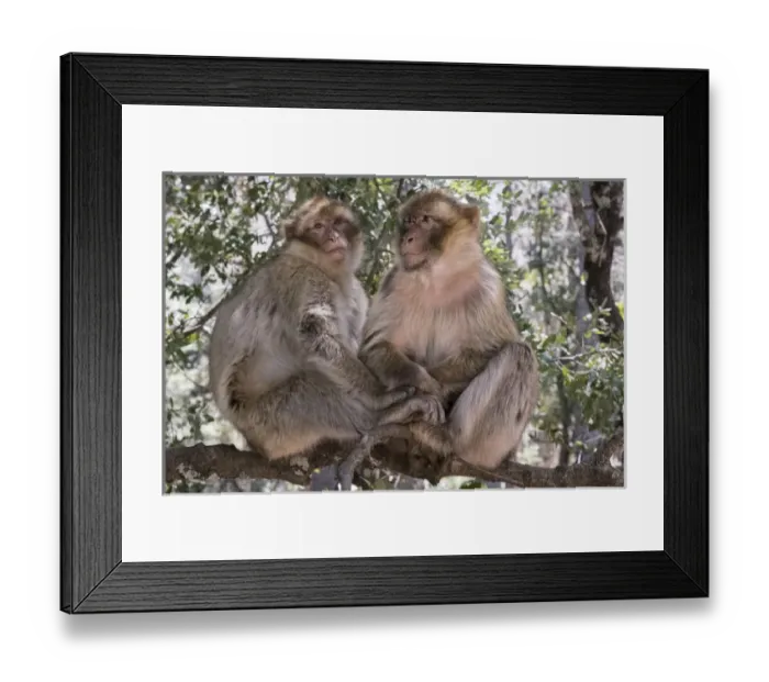 Framed Print : Africa, Morocco. A pair of Barbary Apes, or Macaques, in the High Atlas Mountains Framed Print : Africa, Morocco. A pair of Barbary Apes, or Macaques, in the High Atlas Mountains