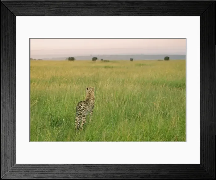Framed Print : Cheetah (Acinonyx jubatus) in the grass, Masai Mara National Reserve, Kenya Framed Print : Cheetah (Acinonyx jubatus) in the grass, Masai Mara National Reserve, Kenya