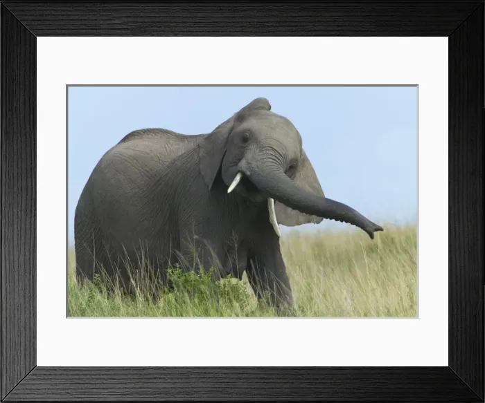 Framed Print : Elephants on the savanah, Masai Mara National Reserve, Kenya