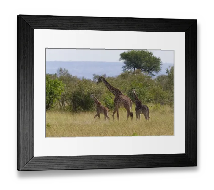 Framed Print : Giraffe family on the savanah, Masai Mara National Reserve, Kenya
