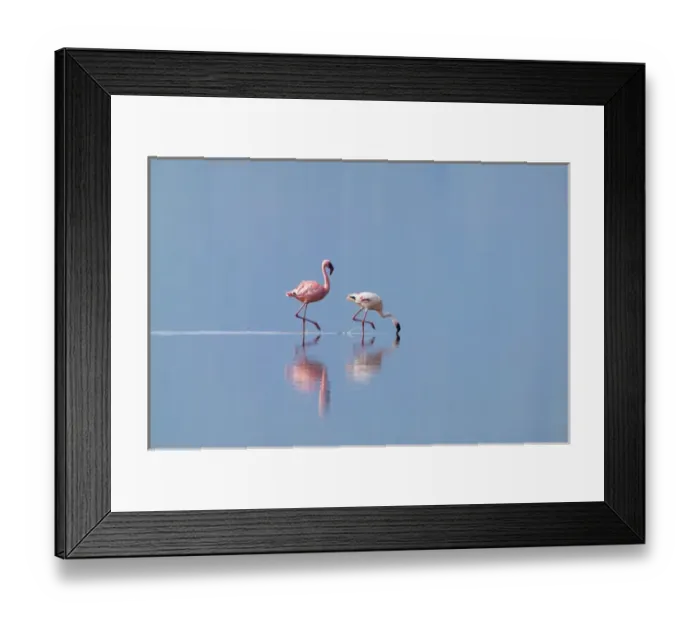 Framed Print : Lesser Flamingoes (Phoenicopterus minor), Lake Nakuru, Kenya