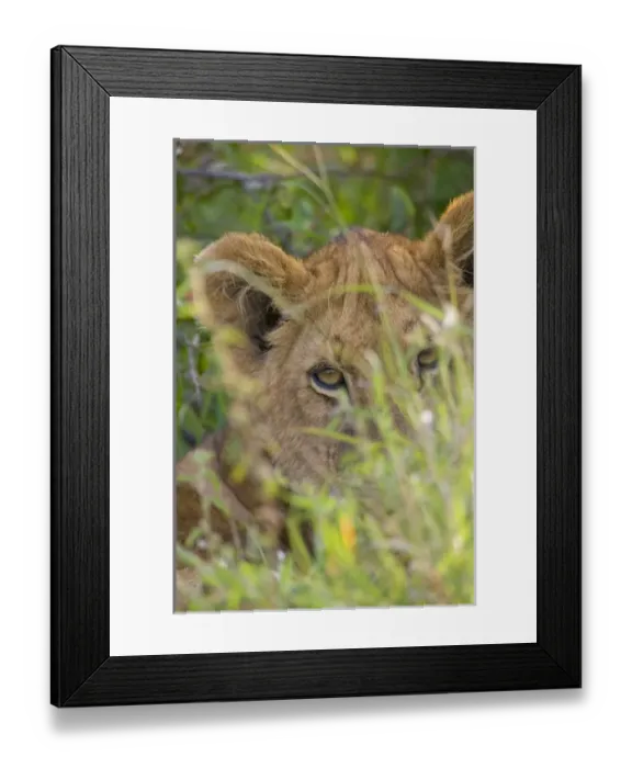 Framed Print : Lion cub in the grass, Masai Mara National Reserve, Kenya