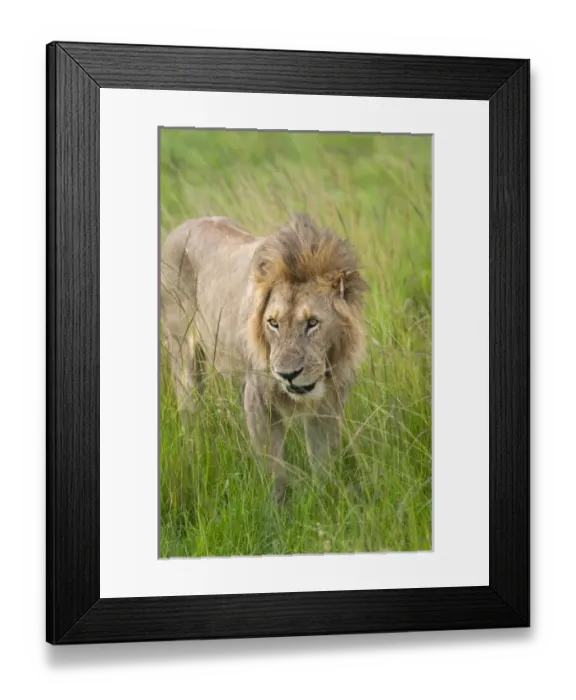 Framed Print : Lion in the grass on the savanah, Masai Mara National Reserve, Kenya