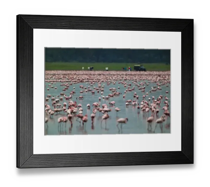 Framed Print : Lesser Flamingoes (Phoenicopterus minor), Lake Nakuru, Kenya