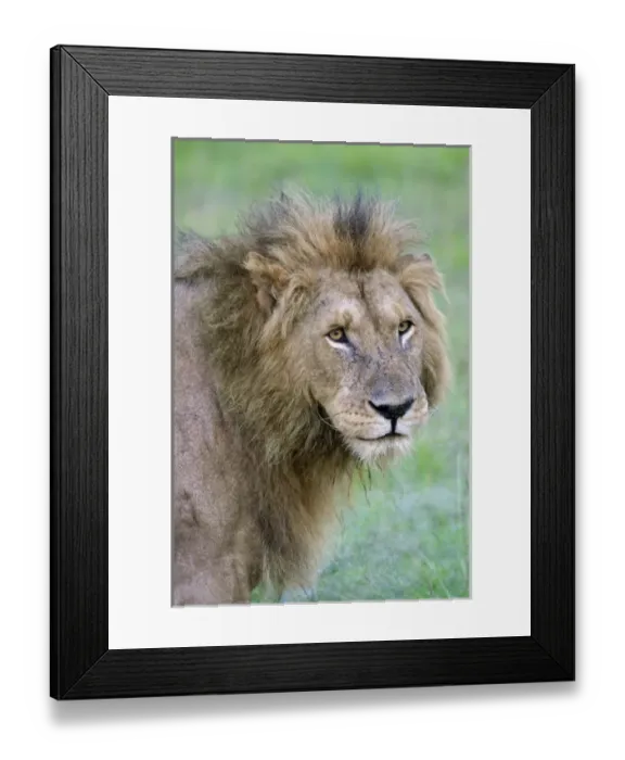 Framed Print : Lion on the savanah, Masai Mara National Reserve, Kenya