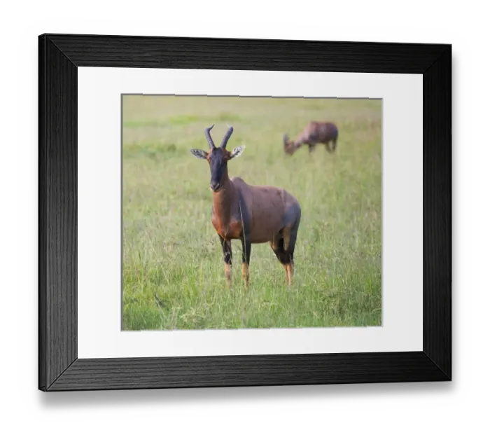 Framed Print : Topi (Damaliscus lunatus), Masai Mara National Reserve, Kenya