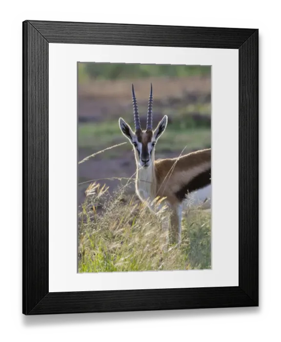 Framed Print : Thomsons Gazelle (Gazella thomsoni) on the savanah, Masai Mara National Reserve Framed Print : Thomsons Gazelle (Gazella thomsoni) on the savanah, Masai Mara National Reserve