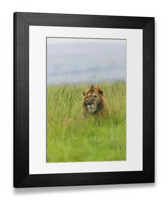 Framed Print : Lion in the grass, Masai Mara National Reserve, Kenya Framed Print : Lion in the grass, Masai Mara National Reserve, Kenya