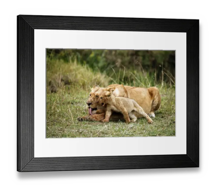 Framed Print : Africa, Kenya, Msai Mara. A lioness and her playful cub Framed Print : Africa, Kenya, Msai Mara. A lioness and her playful cub