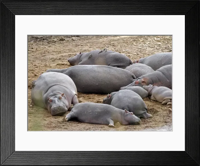 Framed Print : Africa, Kenya, Msai Mara. Hippos resting on the banks of the Mara River Framed Print : Africa, Kenya, Msai Mara. Hippos resting on the banks of the Mara River