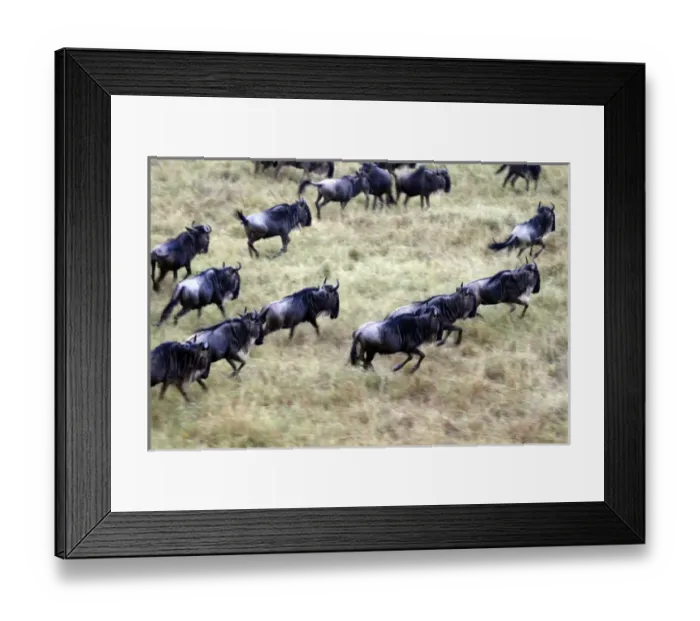 Framed Print : Africa, Kenya, Masai Mara. Wildebeest migration in the Msai Mara Framed Print : Africa, Kenya, Masai Mara. Wildebeest migration in the Msai Mara