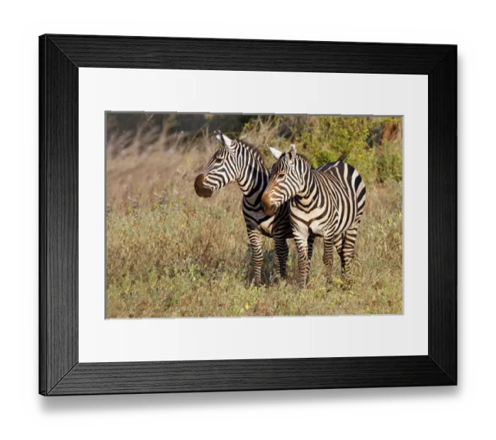 Framed Print : Africa, Kenya, Meru. Pair of Zebras in Meru National Park
