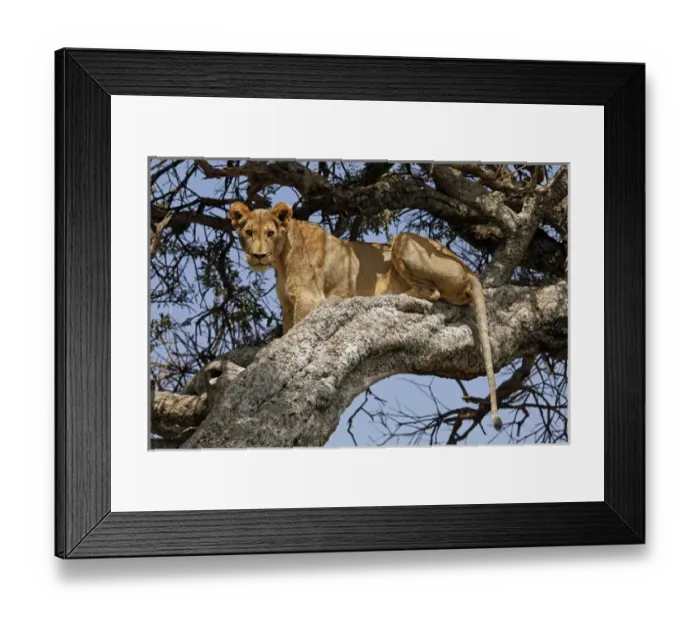 Framed Print : Africa, Kenya, Msai Mara. A female lion resting in a tree