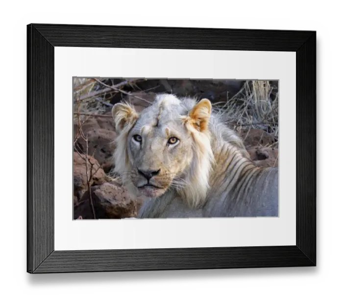 Framed Print : Africa, Kenya, Meru. Face of feeding lion