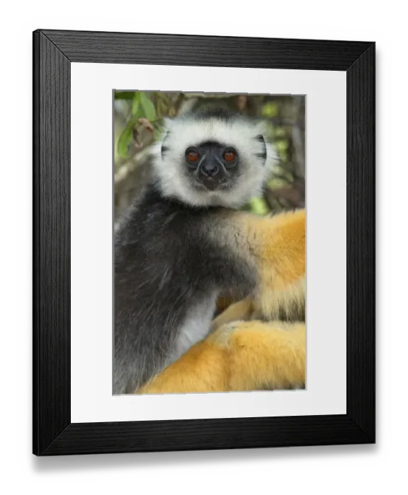 Framed Print : Diademed Sifaka (Propithecus diadema), adult, Andasibe-Mantadia National Park, Madagascar Framed Print : Diademed Sifaka (Propithecus diadema), adult, Andasibe-Mantadia National Park, Madagascar