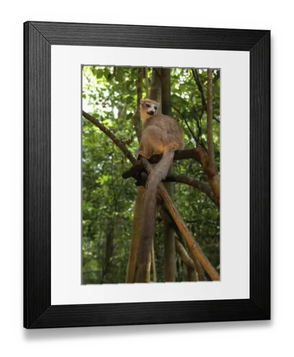Framed Print : Crowned Lemur (Eulemur coronatus), Ankarana National Park, Northern Madagascar Framed Print : Crowned Lemur (Eulemur coronatus), Ankarana National Park, Northern Madagascar