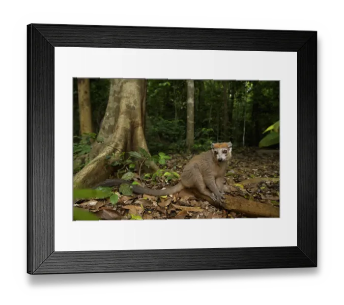 Framed Print : Crowned Lemur (Eulemur coronatus), Ankarana National Park, Northern Madagascar Framed Print : Crowned Lemur (Eulemur coronatus), Ankarana National Park, Northern Madagascar