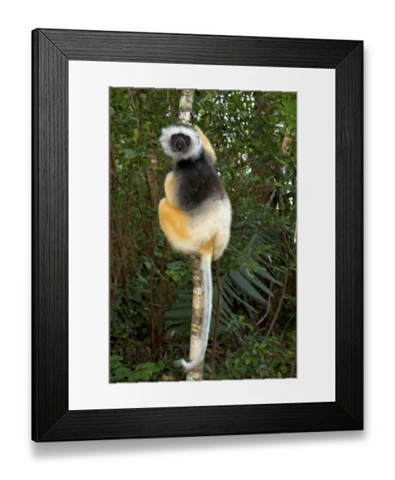 Framed Print : Diademed Sifaka (Propithecus diadema), adult, Andasibe-Mantadia National Park, Madagascar Framed Print : Diademed Sifaka (Propithecus diadema), adult, Andasibe-Mantadia National Park, Madagascar