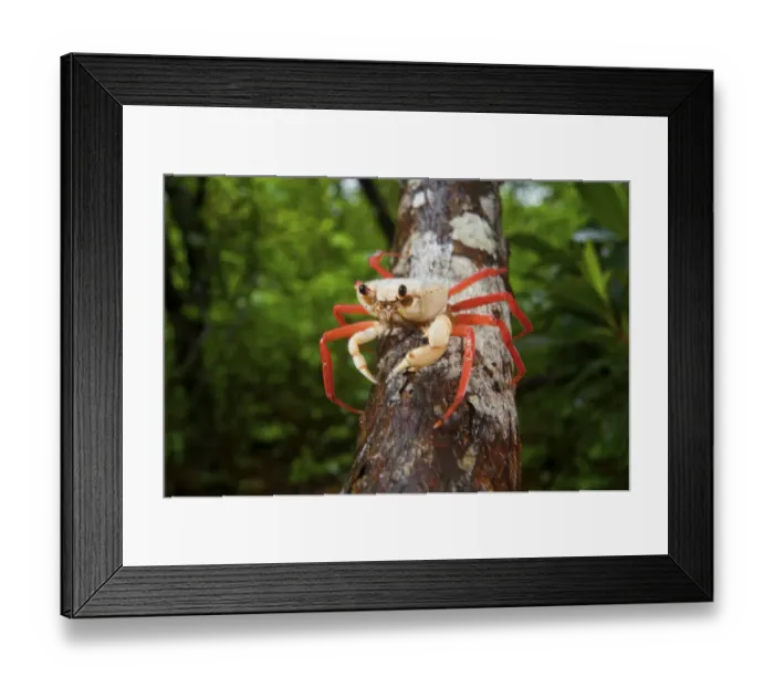 Framed Print : Forest Crab (Madagapotamon humberti), adult, Montagne des Franais Reserve, Antsiranana Framed Print : Forest Crab (Madagapotamon humberti), adult, Montagne des Franais Reserve, Antsiranana
