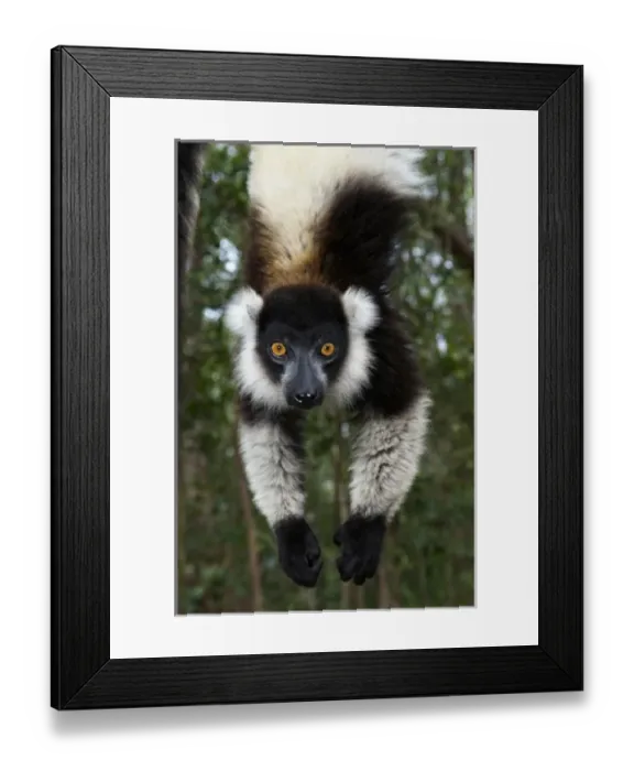 Framed Print : Lemur, Madagascar, Africa