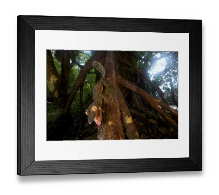 Framed Print : Giant leaf-tailed gecko (Uroplatus fimbriatus), Nosy Mangabe Reserve, Madagascar Framed Print : Giant leaf-tailed gecko (Uroplatus fimbriatus), Nosy Mangabe Reserve, Madagascar