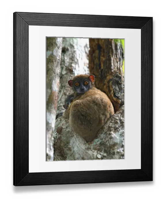 Framed Print : Eastern Woolly Lemur (Avahi laniger), Madagascar. The eastern woolly lemur (Avahi laniger) Framed Print : Eastern Woolly Lemur (Avahi laniger), Madagascar. The eastern woolly lemur (Avahi laniger)