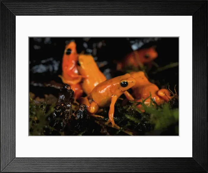 Framed Print : Golden mantella frog bright colour warns of toxic secretions Madagascar