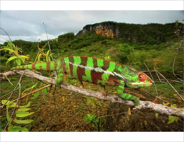 Giant Madagascar or Oustalets Chameleon, male (Furcifer oustaleti)