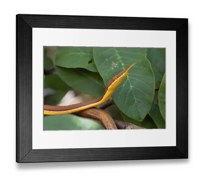 Framed Print : Spear nose snake ( Langaha madagaseariensis ) camouflaged to resemble tree branches and twigs Framed Print : Spear nose snake ( Langaha madagaseariensis ) camouflaged to resemble tree branches and twigs