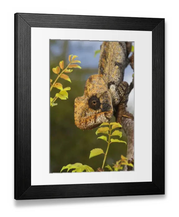 Framed Print : Malagasy Giant Madagascar or Oustalets Chameleon (Furcifer oustaleti), Montagne Framed Print : Malagasy Giant Madagascar or Oustalets Chameleon (Furcifer oustaleti), Montagne