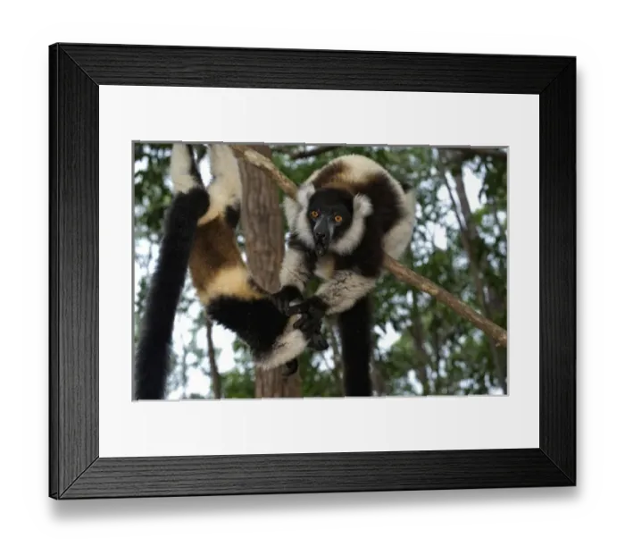 Framed Print : Lemur, Madagascar, Africa
