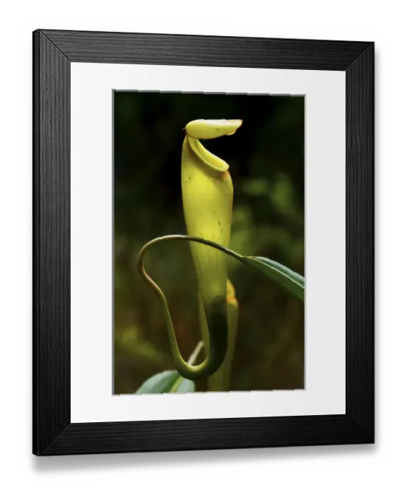Framed Print : Pitcher plant nepenthes madagascarn, carnivorous plant, South Madagascar Framed Print : Pitcher plant nepenthes madagascarn, carnivorous plant, South Madagascar