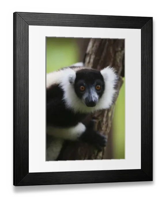 Framed Print : Black and white ruffed lemur (Varecia variegata) in the forest, Perinet Reserve, Toamasina Framed Print : Black and white ruffed lemur (Varecia variegata) in the forest, Perinet Reserve, Toamasina
