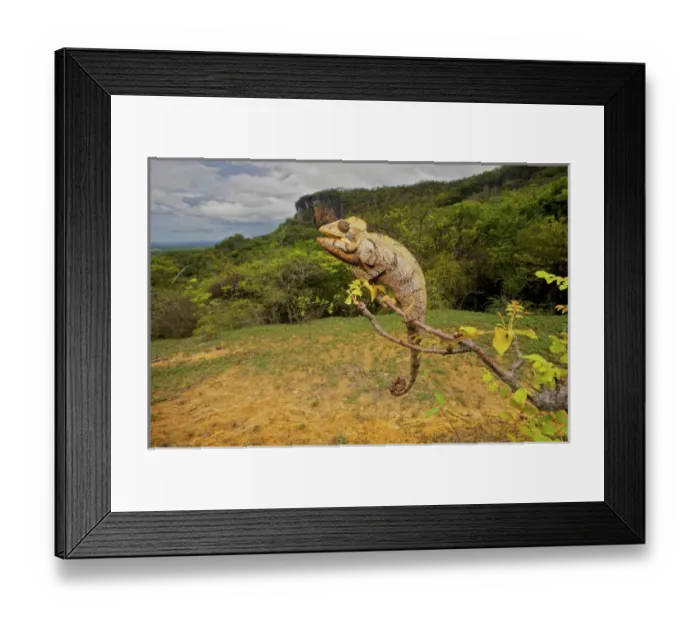 Framed Print : Malagasy Giant Madagascar or Oustalets Chameleon (Furcifer oustaleti), Montagne Framed Print : Malagasy Giant Madagascar or Oustalets Chameleon (Furcifer oustaleti), Montagne