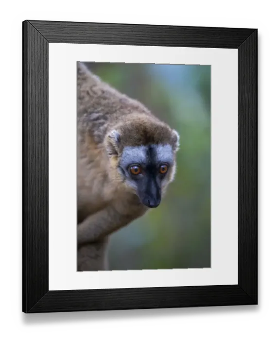 Framed Print : Brown lemur (Eulemur fulvus) in the forest, Perinet Reserve, Toamasina, Madagascar