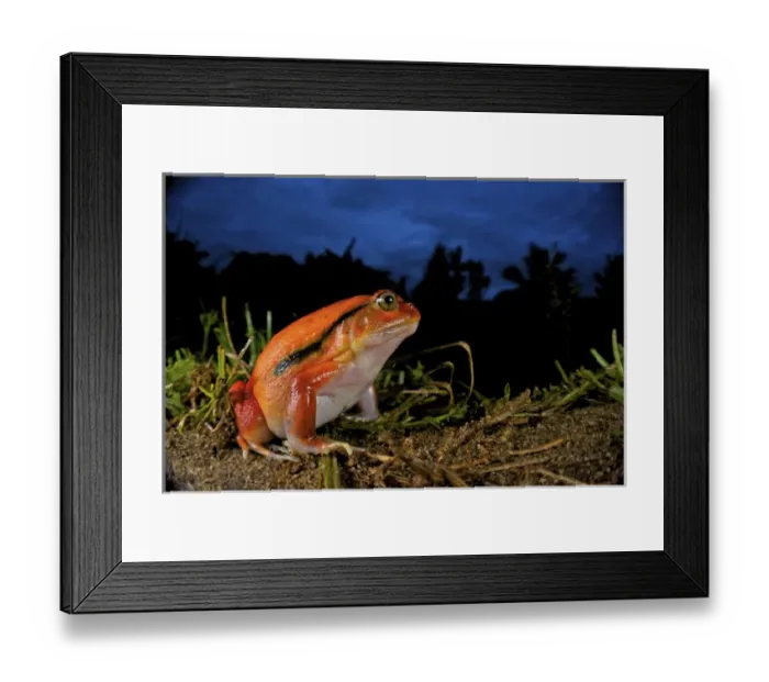 Framed Print : Tomato frog (Dyscophus antongili), Eastern Madagascar Framed Print : Tomato frog (Dyscophus antongili), Eastern Madagascar